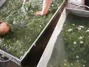 裙帶菜自動(dòng)脫水機(jī)的工作原理的簡單介紹