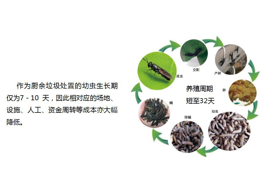 黑水虻怎么處理餐廚垃圾？